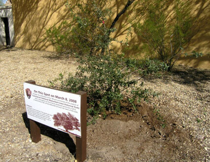 Emory Oak