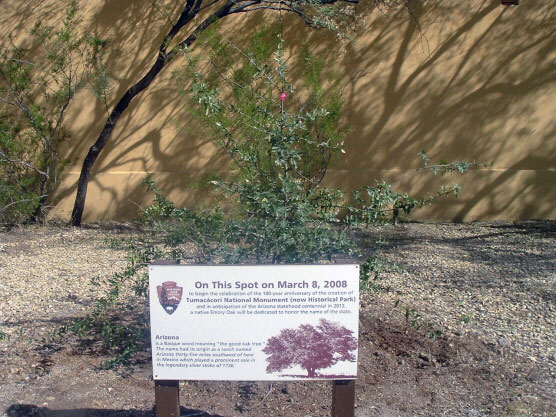 Emory Oak