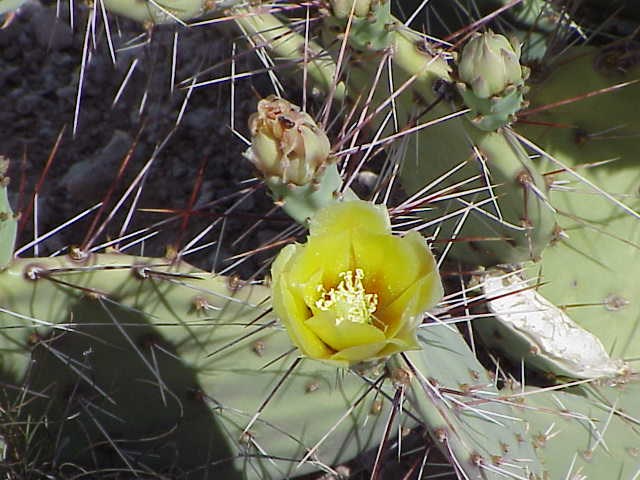 Prickly Pear Cactus Pads and Flower