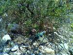 Collared Lizard