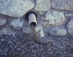 Diamondback snake enters drain pipe