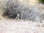 Diamondback rattlesnakes mating