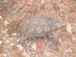Desert Tortoise blends in