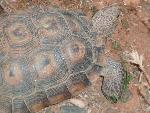Desert Tortoise close up