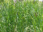 Cat Tails