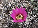 Hedgehog Cactus Flower