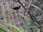 Red-winged Blackbird