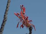Ocotillo Flowers