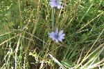 Common Chicory