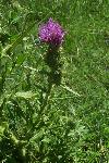 Thistle