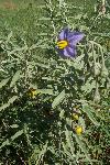 Silverleaf Nightshade