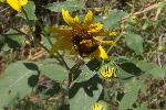 Sunflower with Bee