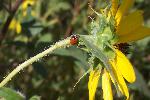 Ladybug on Sunflower