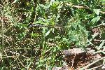 Blue-eyed Darner