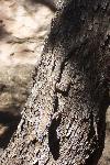 Clark's Spiny