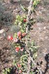 Desert Christmas Cactus