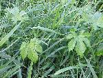 Japanese Hops