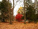 Grey's Backyard