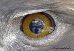 Eagle Eye