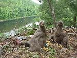 Eaglets