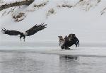 Adult eagle approaching immature eagle