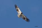 Immature Eagle