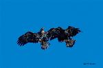 Immature Eagles