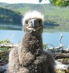 Eaglet