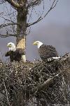Eagles in nest