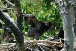 Eaglets stretching their wings