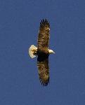 Mature eagle in flight