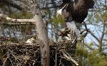 Male eagle with a squirrel
