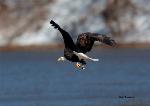 Mature eagle fishing