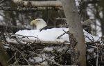 Female eagle on nest