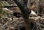 Feeding an eaglet