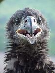 Eaglet