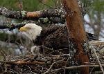 Adult and eaglet in nest