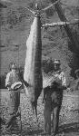 16 Zane Grey and man with hanging fish
