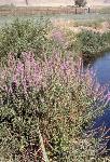Purple Loosestrife
