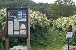 Japanese Knotweed