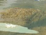 Didymosphenia Geminata (Didymo) or Rock Snot