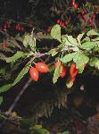 Japanese Barberry