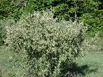 Autumn Olive