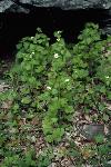 Garlic Mustard
