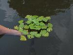 Water Chestnut