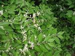 Bush Honeysuckle