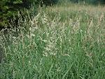 Reed Canary Grass