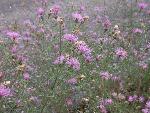 Spotted Knapweed