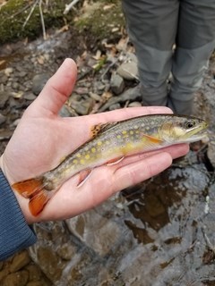 Brook Trout