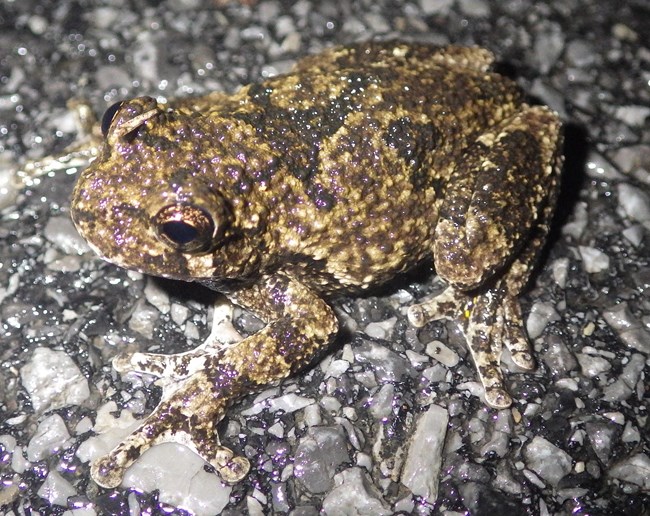 Gray Treefrog sitting on the ground.